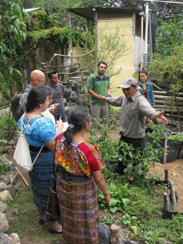 amaranth producers in Guatemala